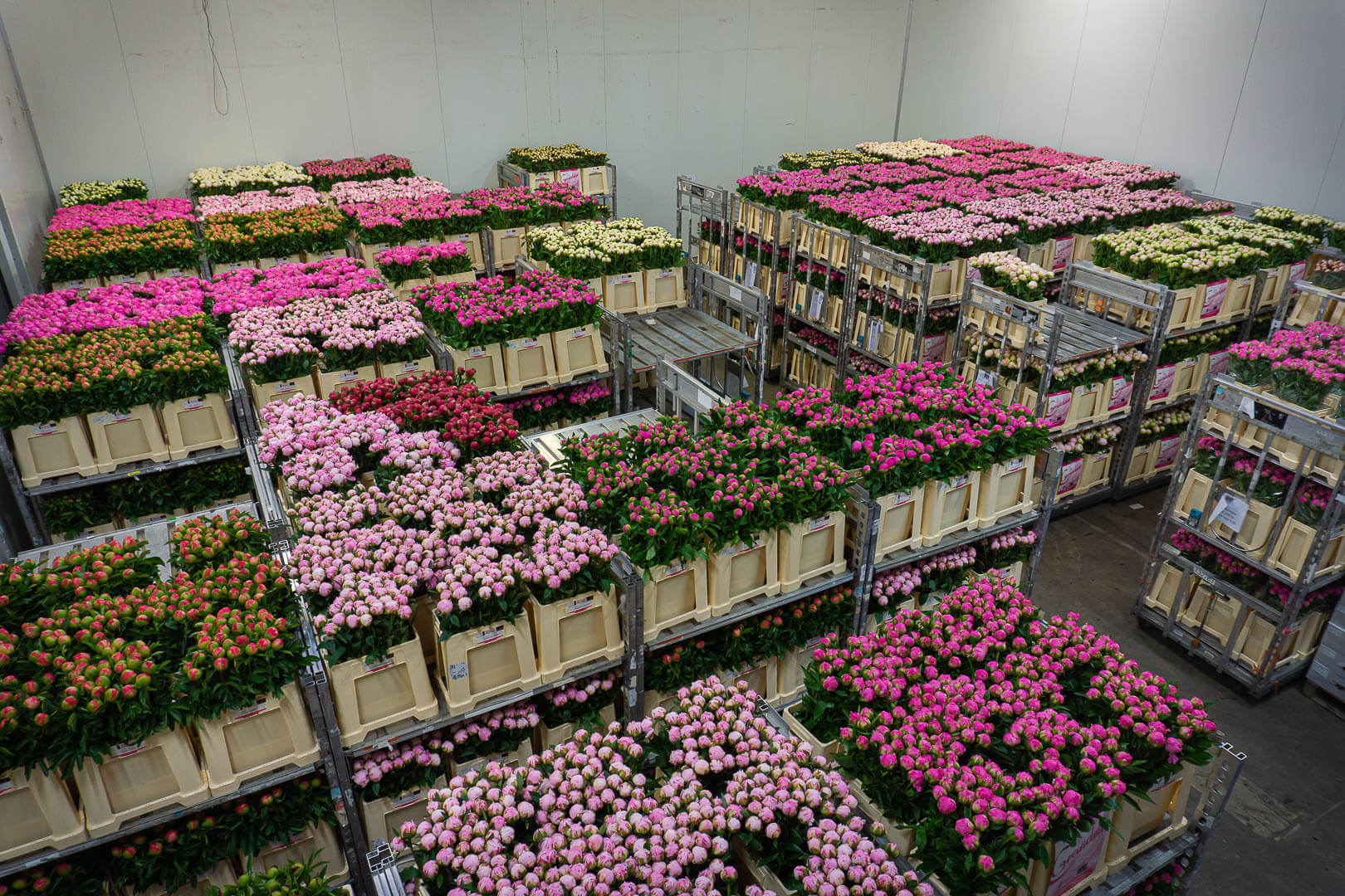 Blossoming Business: Wholesale Peony Roots for a Flourishing Future